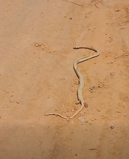 Aventure à Gafsa